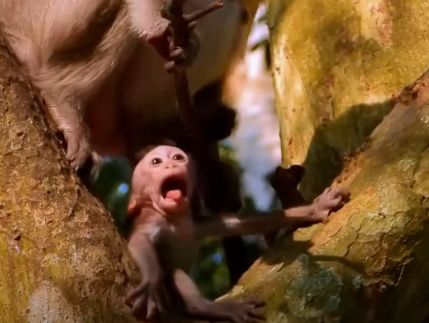 Tired, broken, and on the edge — she walked away from her baby. But the forest watched something else unfold… a silent battle between despair and unconditional love. You won’t believe what she did next.