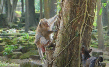 Big the dog sits calmly in the forest clearing, offering a buried treasure to curious monkeys Amber and Sovana beneath the towering Angkor Wat trees.