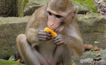 Baby monkey Kendra holding a mango slice in her tiny hands, surrounded by Rose, Linda, and Joyce in the lush Angkor Wat forest.