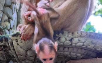 A distressed mother monkey leaps with fierce urgency through the Angkor Wat forest to rescue her baby who just fell from a high branch.