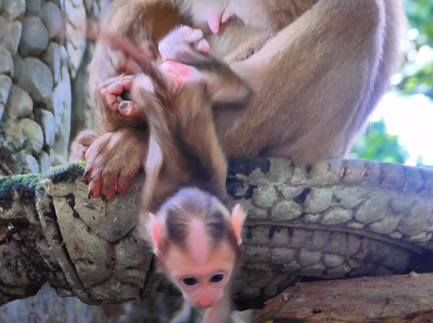 A baby monkey falls helplessly—but watch the mother’s lightning-fast response. Captured in Angkor Wat, this raw moment of maternal instinct is taking hearts by storm.