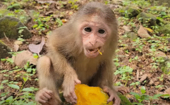 Baby monkey Baila sits alone beneath Angkor Wat’s ancient wall, quietly eating a banana while sunlight filters through the trees
