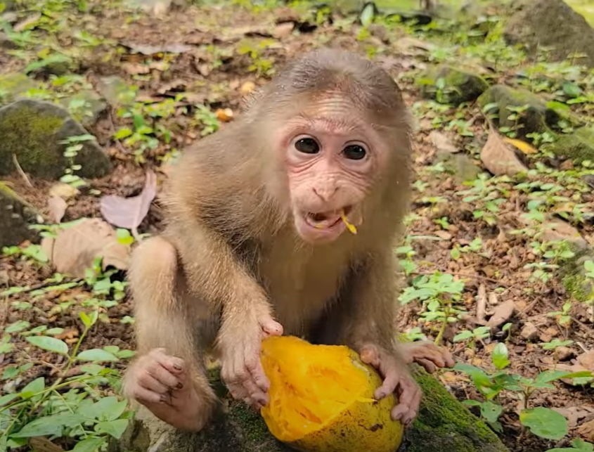 Baby Monkey Abandoned Near Angkor Wat—But You Won’t Believe How She Fought Heartbreak With Bananas 🍌💔