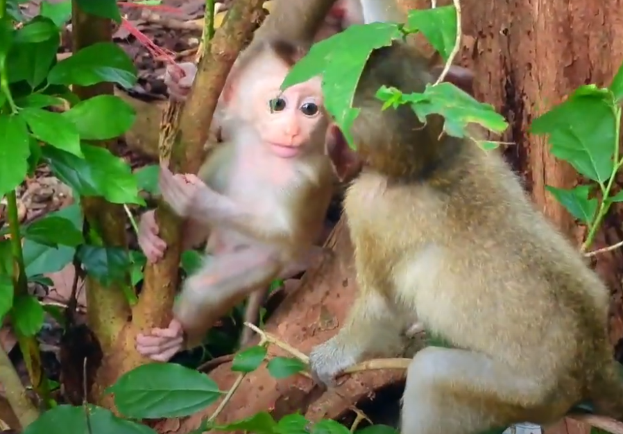 Tiny monkey Kiri dares her first solo climb. Her brave leap left even the elder monkeys speechless… 🐒💞 Don’t miss this rare moment from Angkor Wat’s sacred forest!