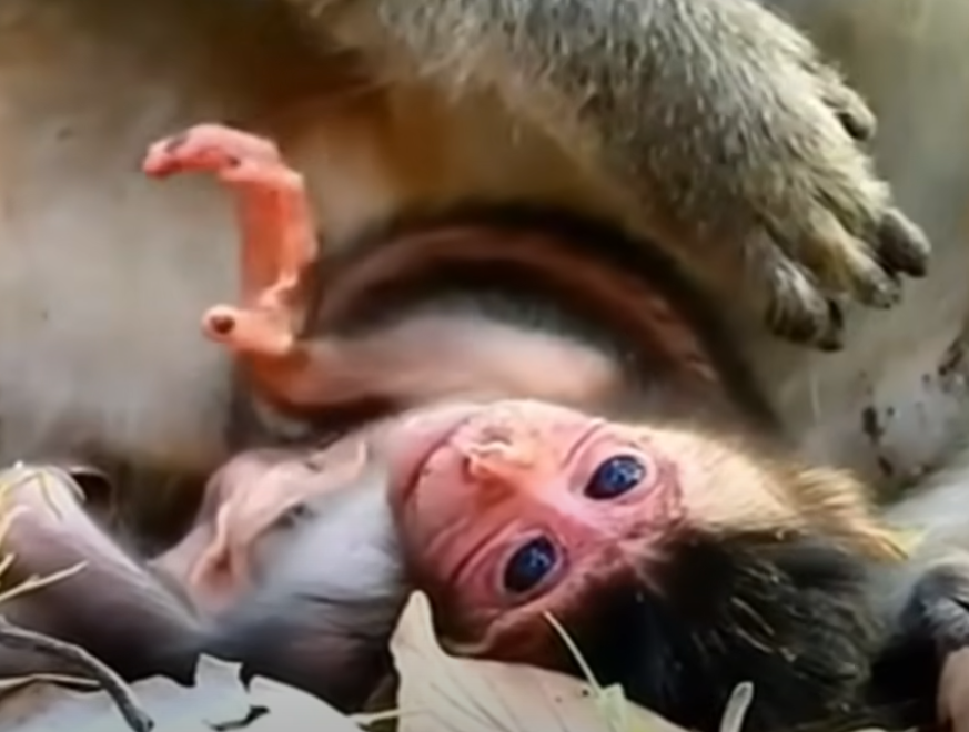 A mother's mistake leads to heartbreak in the jungle. Watch the emotional moment that left onlookers stunned.