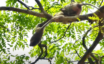 A desperate mother monkey catches her baby mid-fall from a high tree in the Angkor Wat forest, eyes wide with panic and love
