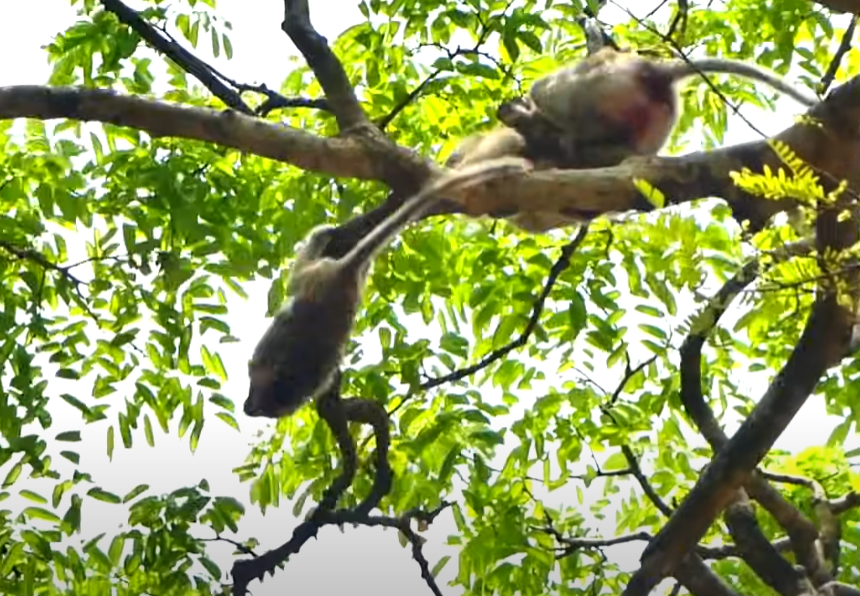 Baby monkey Kiri fell from a tree—but his mother’s heroic leap will stay in your heart forever. Witness the moment love defied gravity in Angkor Wat’s sacred forest.