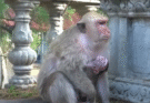 A mother monkey in Angkor Wat turns her back as her baby reaches out, eyes filled with silent longing.