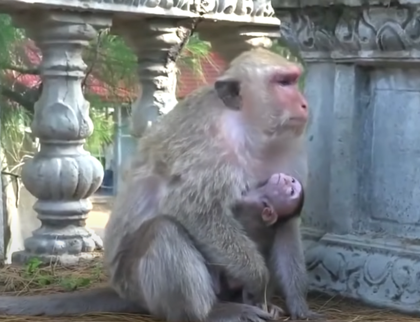 A baby monkey begs for milk—but Mama turns away. Her eyes are full of pain. Why did she do it?