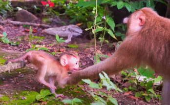 Baby monkeys playing in a sun-dappled forest clearing as Mama Laury watches tenderly from a branch above in the Angkor Wat jungle.