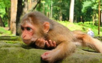 Two macaque monkeys locked in a tense but tender face-off among sun-lit stone ruins in Angkor Wat forest