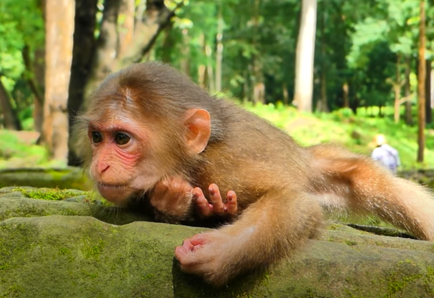 Witness Angola Baila’s furious yet tender stand-off with an abandoned companion amid Angkor Wat’s haunting forest—an emotional moment of raw survival and sorrow captured in the wild.