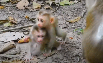 Luna the mother lynx watching tenderly as her cub climbs a moss-covered tree branch in the Angkor forest at dawn.