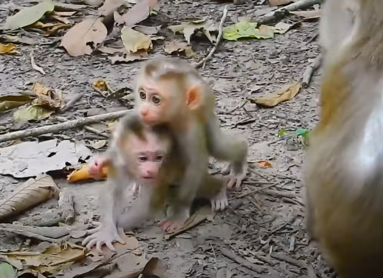 watch a baby lynx’s first climb under the watchful love of its mother, set amidst the timeless beauty of Angkor Wat.