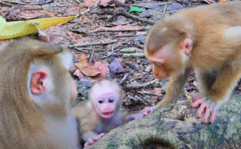 Baby lynx trembling alone beneath Kapok tree roots in Angkor Wat forest, tiny eyes wide and open.