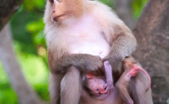 Mother monkey clutching her baby tightly, framed by ancient Angkor Wat stones and forest shadows