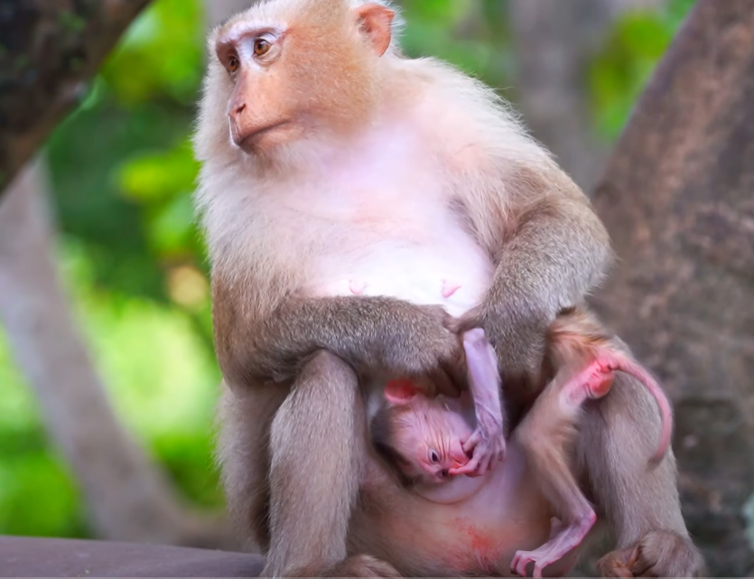 Mother Monkey’s Daring Rescue at Angkor Wat—A Gripping Moment of Wild Love and Fear