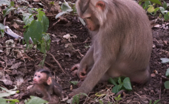 Young monkey mother hesitates, baby curled near Angkor Wat temple roots.