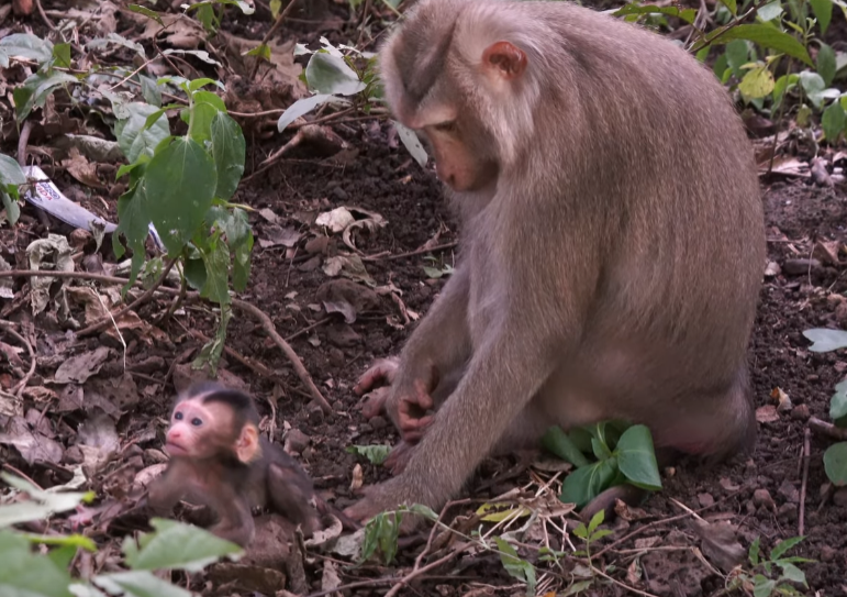 Heart-wrenching video of a young monkey mother in Angkor Wat forest learning to care for her newborn—watch instinct and love blossom.