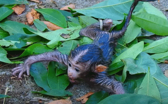 Newborn baby monkey, eyes closed, being gently cradled by a human hand amid Angkor Wat’s misty forest.