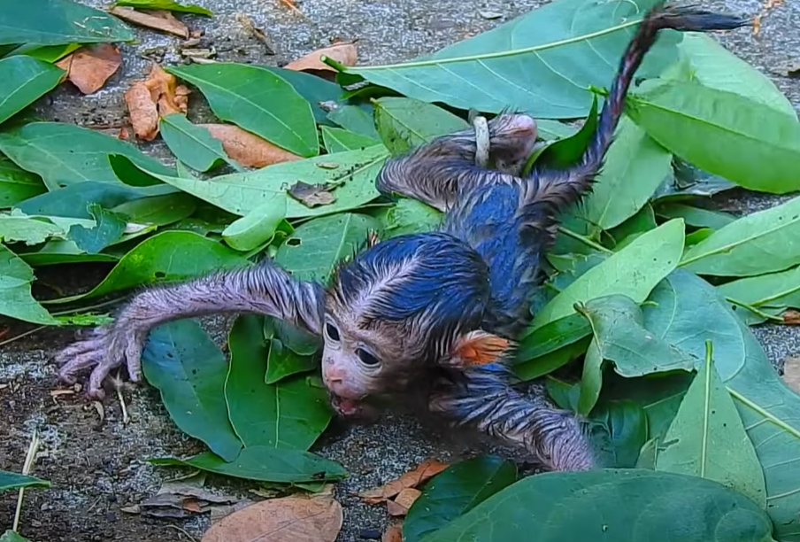 A fragile newborn monkey curled in caring hands, surrounded by ethereal mist and ancient stone—an image of hope born from heartbreak.