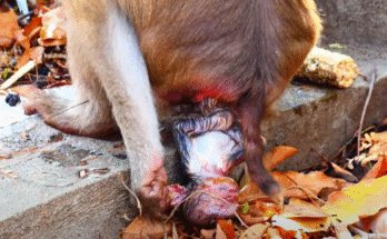 Close-up of a newborn macaque clinging tightly to its mother beneath the moss-covered ruins of Angkor Wat forest.