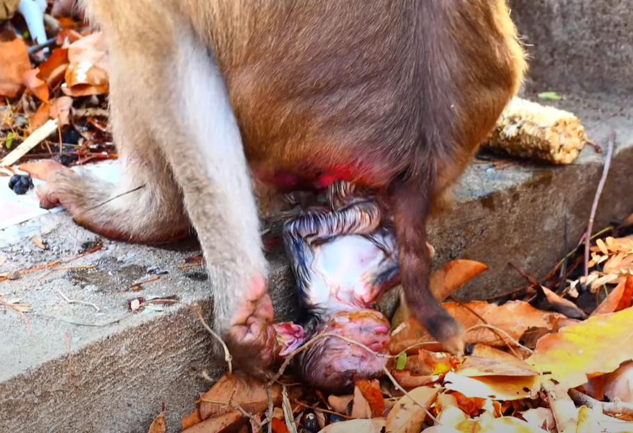 Experience the awe of life’s fragility and strength in this intimate birth moment, captured deep within Cambodia’s sacred forest.
