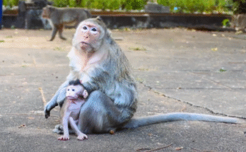 Tiny baby monkey swinging joyfully from a tree branch in Angkor Wat forest