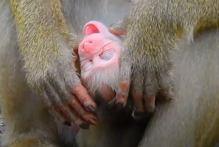 Luna's sudden dash to LYNX sparked a moment no one expected. What she did next tells a story beyond instinct—something almost... human.