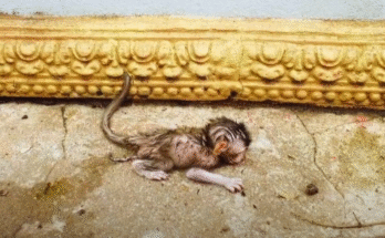 A newborn monkey clings to a tree branch, its eyes wide with fear and confusion, in the ancient Angkor Wat forest.