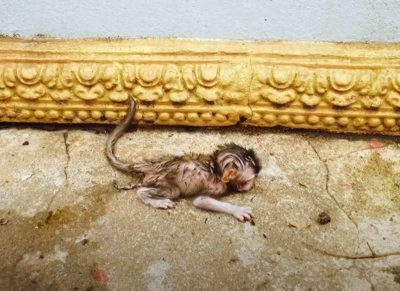 Witness the emotional journey of a baby monkey abandoned by its mother in the sacred Angkor Wat forest.
