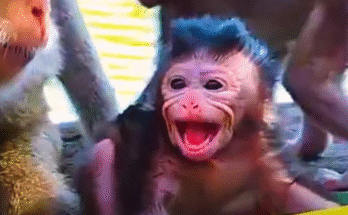 A newborn baby monkey crying alone among Angkor Wat’s ancient roots, tiny hands reaching upward in desperate search for its missing mother.