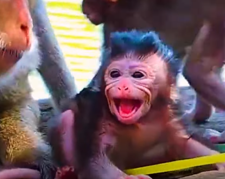 A newborn baby monkey’s desperate cry for its missing mother in Angkor Wat will break your heart—an emotional story you’ll never forget.