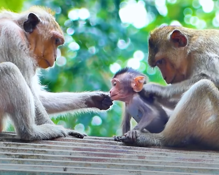 Watch this heartbreaking moment at Angkor Wat: a tiny monkey cries out for milk, echoing the universal struggle between comfort, survival, and independence.