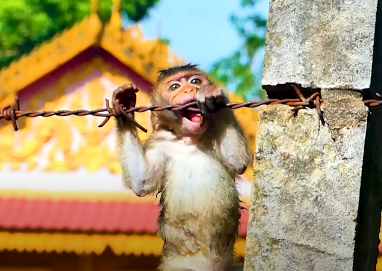 Baby monkey Emoly’s playful ‘leaf kiss’ in Angkor Wat forest will melt your heart—curiosity, innocence, and wonder in one unforgettable moment.