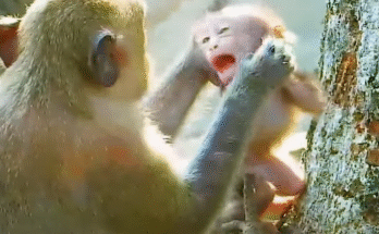 Young mother gently cradling baby in a sun-dappled ancient forest temple.