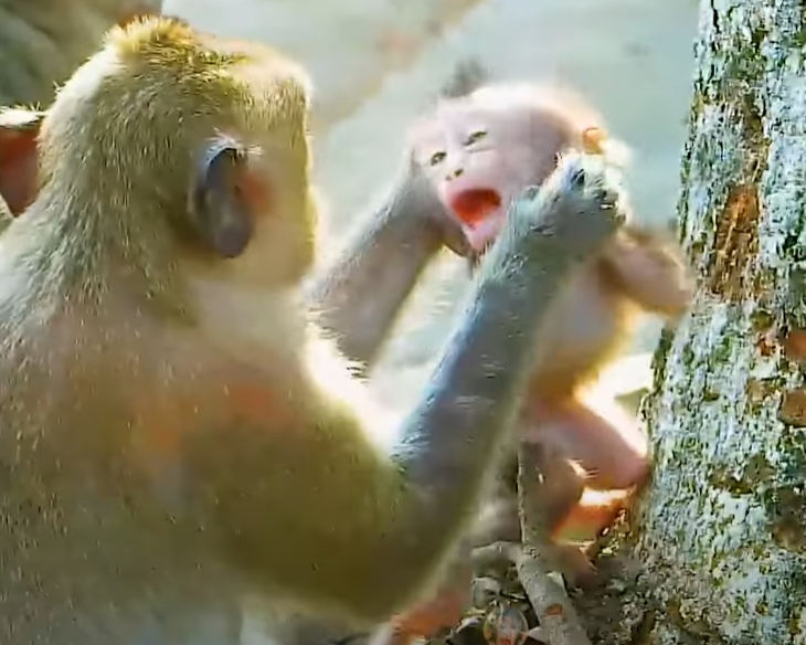 Watch Mom Messi’s tender new side—cradling Baby Masha in an ancient forest sanctuary. You won’t believe the unexpected emotion in her eyes.