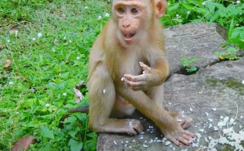 Baby monkey Lynx sits between mom Luna and brother Luno in the Angkor Wat forest, learning to eat rice for the very first time.