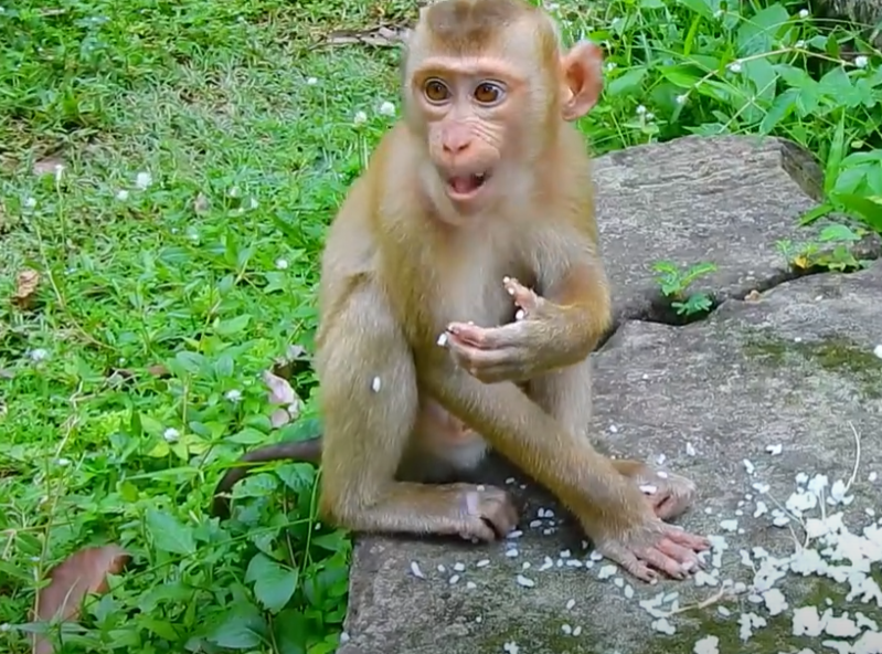 “A tender family moment in Angkor Wat — watch baby Lynx take his very first bites of rice with Luna and playful Luno by his side.”
