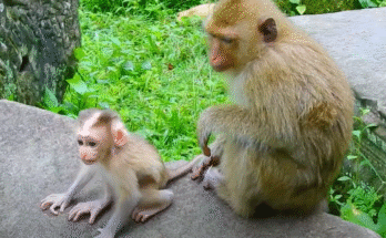 A golden-furred mother macaque (Rainbow) clutching her tiny baby monkey (Lynx) close among ancient temple ruins, sunlight filtering through the jungle canopy.