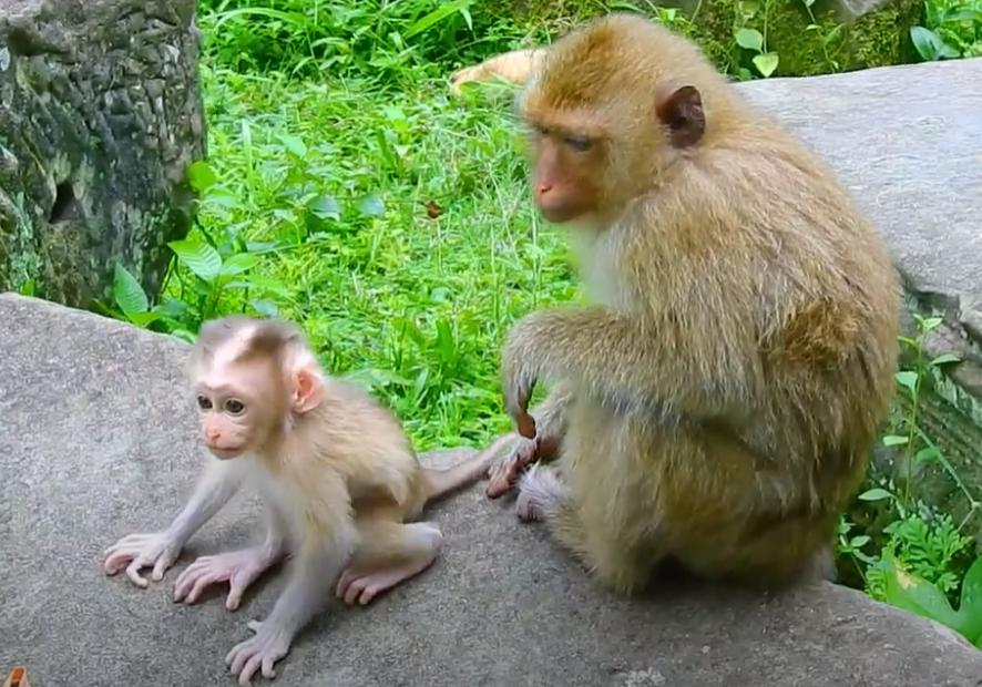Powerful tale of a mother monkey’s fierce devotion—watch how Rainbow protects baby Lynx in Cambodia’s mystical jungle.