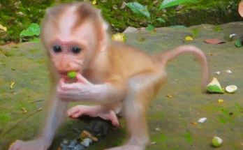 Tiny baby monkey in Angkor Wat forest holding fruit and trying to eat for the very first time, with wide eyes full of wonder.