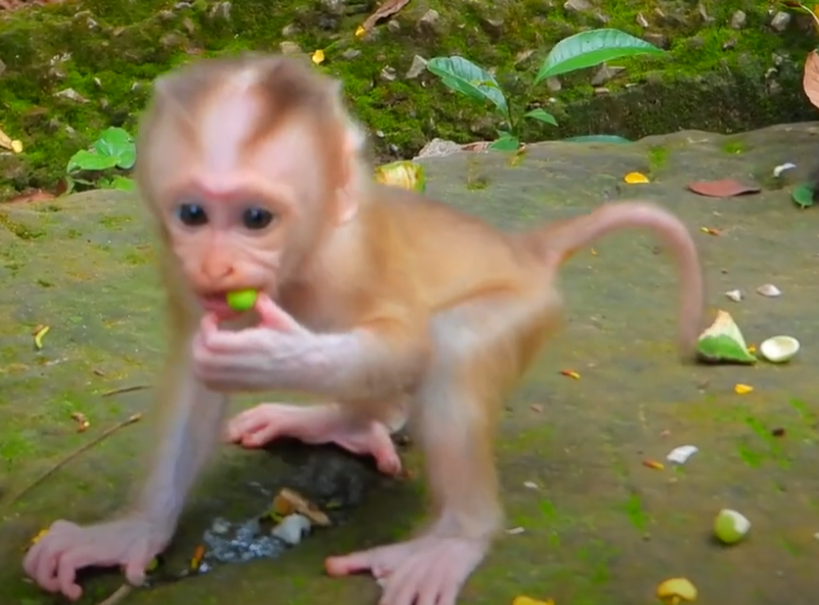 First bite, first lesson of life—watch as a baby monkey in Angkor Wat bravely tries to eat for the very first time. An unforgettable, heartwarming moment.