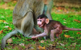 Newborn baby monkey Azura nestled in her mother’s arms beneath Angkor Wat’s jungle canopy.