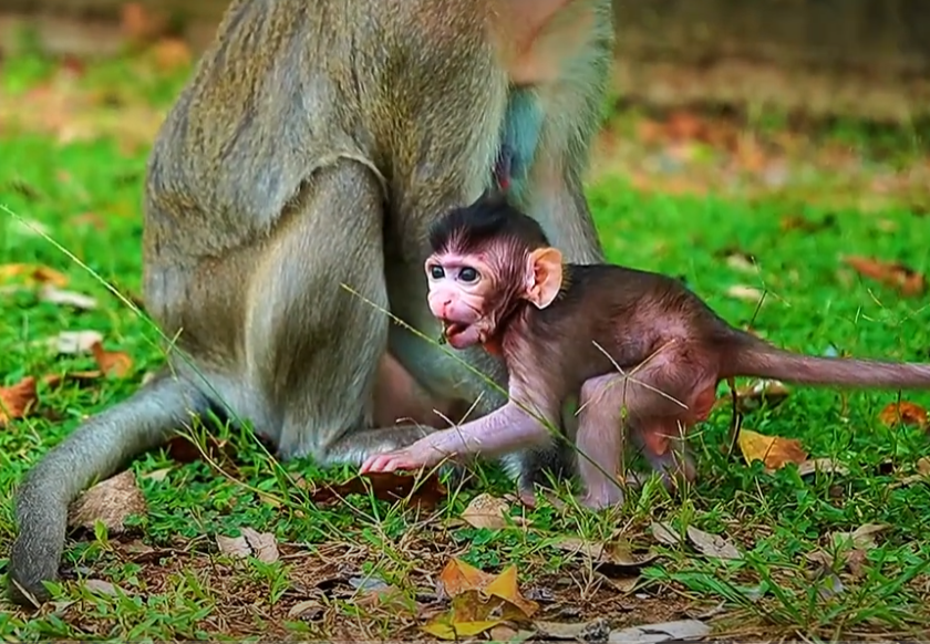 Watch Azura’s heartwarming daily journey in Angkor Wat’s jungle—every stretch, every cuddle, every discovery captured in one unforgettable day.