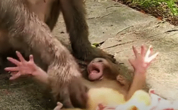 Baby macaque crying beside the mossy stones of Angkor Wat, reaching out while the mother turns away