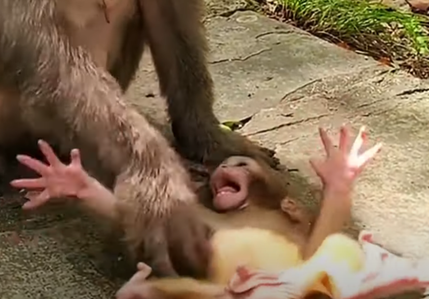 Heart-tugging moment at Angkor Wat: baby monkey left in tears under ancient temple ruins.