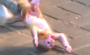 A fragile baby monkey lies on the mist-draped forest floor near Angkor Wat, its wide eyes brimming with confusion and hope