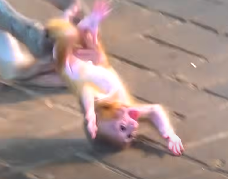 Raw and heartbreaking – watch the shocking moment a mother throws her baby monkey amid ancient ruins, and the fragile spark of survival that follows.