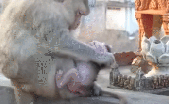 A fragile newborn monkey clings to its mother in Angkor Wat forest, its tiny eyes wide with fear and longing for tenderness.
